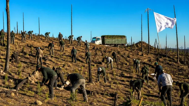 Durango impulsa reforestación: 6,000 pinos plantados en Navajas y meta superior a 5 millones