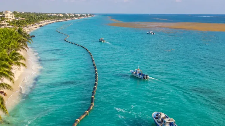 Playa del Carmen refuerza vigilancia ante gran mancha de sargazo a 28 km mar adentro
