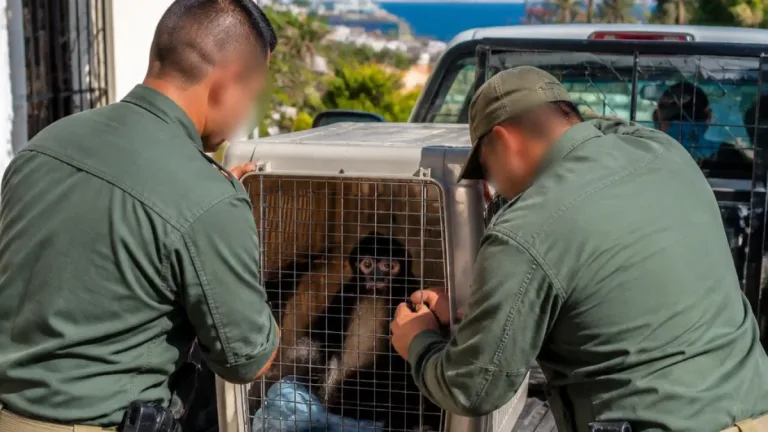 Profepa asegura a un mono araña en Manzanillo; animal trasladado a UMA