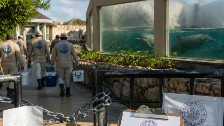 Profepa decidirá el destino de nueve delfines en instalaciones clausuradas de Cancún