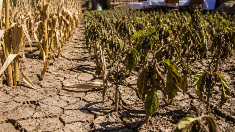 Sequía atípica arrasa cultivos en siete municipios de Chiapas; 11 mil productores afectados