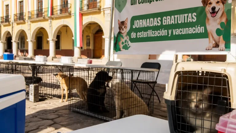 Tlaxcala refuerza la tenencia responsable tras 705 esterilizaciones y 809 vacunas antirrábicas