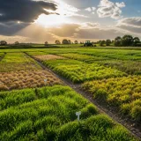 Grasland toont sterke veerkracht tijdens hitte: kansen voor droogtebestendig beheer