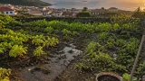 Horta caseira nos Açores: quando o problema está escondido no solo
