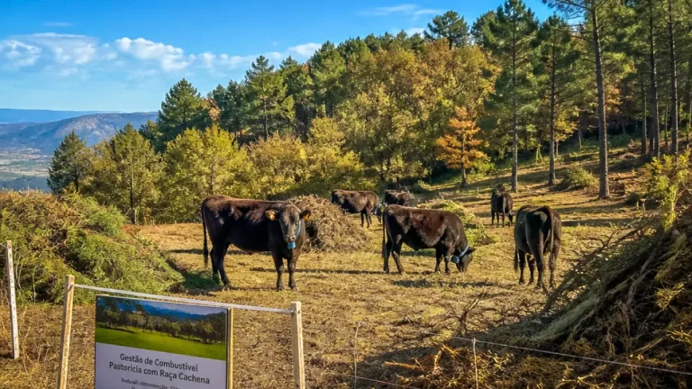 Gouveia testa pastorícia com vacas cachena para reduzir risco de incêndio e gerar valor local