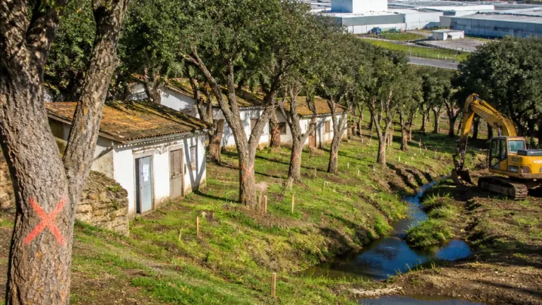 Quercus acusa Câmara da Covilhã de abater 1.400 sobreiros para ampliar parque industrial