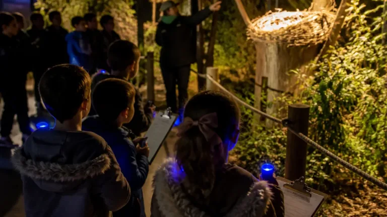 Santa Maria da Feira: Zoo de Lourosa reabre caso do ovo do urubu-rei com experiência noturna para crianças