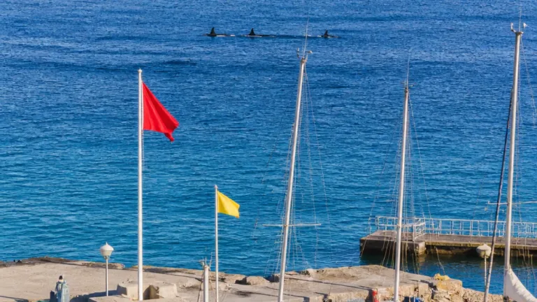 Sesimbra: avistamento de orcas leva Clube Naval a lançar alerta e reforçar vigilância