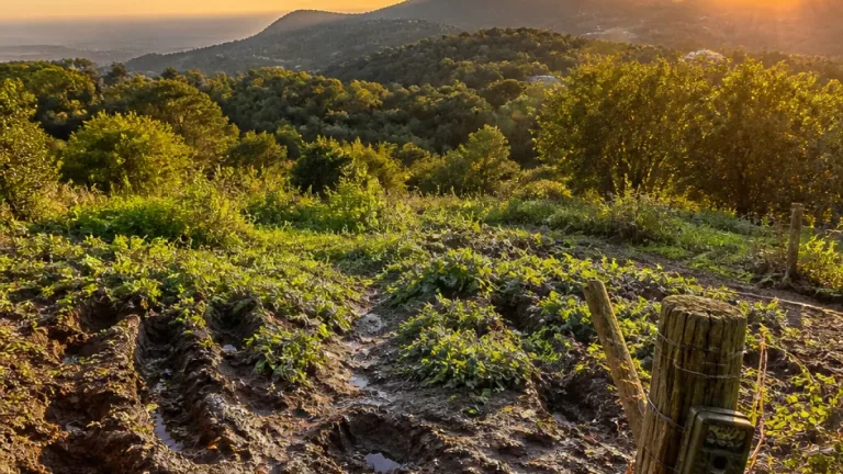 Sintra: aumento de javalis na Serra preocupa proprietários e exige medidas de gestão