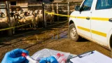 Alertă sanitară în Brăila: suspiciune de variolă ovină la patru gospodării din Măxineni