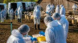 ANSVSA mobilizează 50 de veterinari pentru anchetă la stânele din Măxineni după confirmarea variolei ovine
