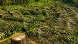 Autosesizare Moldsilva după descoperirea unor tăieri de arbori în fondul forestier al raionului Călărași