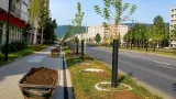 Baia Mare: Peste 600 de copaci vor fi plantați pe strada Victoriei pentru un aliniament verde