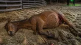 Braconieri din Vaslui au împușcat mortal un cal de rasă în cursul unei partide de vânătoare nocturne