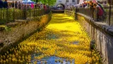 Brașov: Peste 2.300 de răţuște la cursa caritabilă pentru Secția de Oncologie a Spitalului de Copii