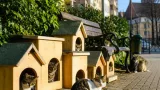 Cluj‑Napoca: Primăria a instalat 43 de căsuţe pentru pisici comunitare