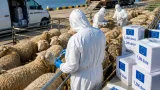 Comisia Europeană aprobă schema de vaccinare care va relansa exporturile din Tulcea; 1,3 milioane doze gratuite