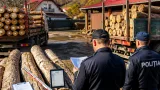 Controale în Neamţ: peste 77 metri cubi de lemn confiscat şi diferenţe de stocuri în SUMAL