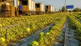 De la 2,5 hectare la 160: cum ajung pepenii din Slobozia Nouă pe rafturile Lidl din Polonia și Slovacia