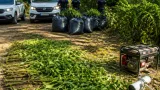 DIICOT și polițiștii SCCO Arad destructurează o plantație de canabis lângă Mureș, doi reținuți