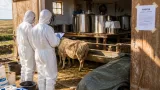 Focar în Brăila: animale bolnave mulse, brânză procesată în condiţii insalubre; ANSVSA a oprit activitatea