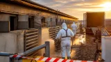 Focarul de pestă porcină din Stâlpu: 5.720 de porci sacrificaţi, continuă dezinfecţiile şi restricţiile