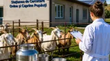 La Popăuți, cercetătorii lucrează la o rasă de „supercapre” cu lapte fără gust specific — Botoșani