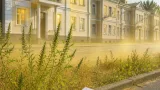 Majoritatea primăriilor din Alba nu au răspuns solicitărilor privind controalele pentru ambrozie; sancțiuni inaplicabile