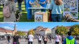 Miercurea-Ciuc găzduiește la sfârşitul săptămânii Pet Friendly Festival cu activităţi şi consultaţii veterinare