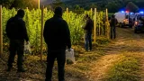 Percheziţii în Caraș‑Severin: patru persoane cercetate pentru înfiinţarea unei culturi de canabis la Berzovia