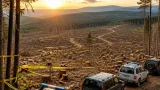 Peste 5.800 de arbori tăiați ilegal în Pădurea Slătioara; autorităţile pregătesc sesizări penale