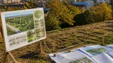 Primăria Baia Mare propune amenajarea unui „Parc al Castanilor” în zona colinară a municipiului