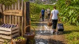Producţie record de smochine la Buzău: livada locală atrage cumpărători din toată ţara