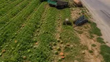 Tone de pepeni rămân necolectate în Dolj: preţuri sub costurile de recoltare şi lipsa pieţelor agravează pierderile