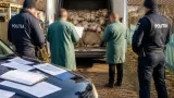 Transport ilegal de 50 de ovine, depistat în Tutova; animalele plasate sub sechestru sanitar-veterinar