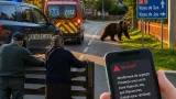 Urs observat la intrarea dinspre Vișeu de Sus: autoritățile au transmis RO-ALERT