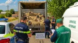 Vaslui: Transport ilegal de 50 de ovine interceptat; animalele plasate sub sechestru sanitar