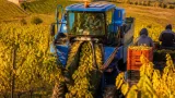 Vrancea trece la recoltare mecanizată: tehnologia reduce semnificativ costurile la culesul strugurilor