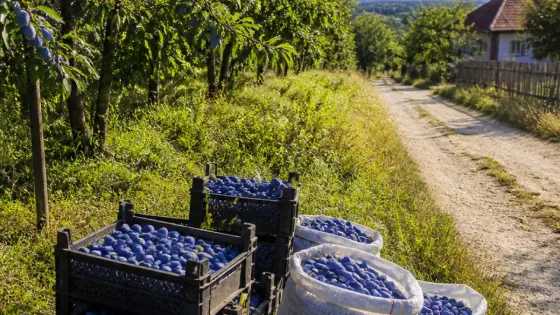 Buzău: Prunele din Coca‑Antimirești se irosesc — producătorii nu au unde sau cui vinde