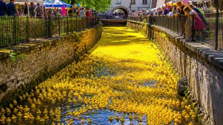 Brașov: Peste 2.300 de răţuște la cursa caritabilă pentru Secția de Oncologie a Spitalului de Copii
