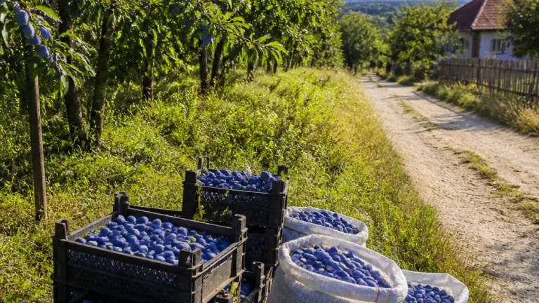 Buzău: Prunele din Coca‑Antimirești se irosesc — producătorii nu au unde sau cui vinde