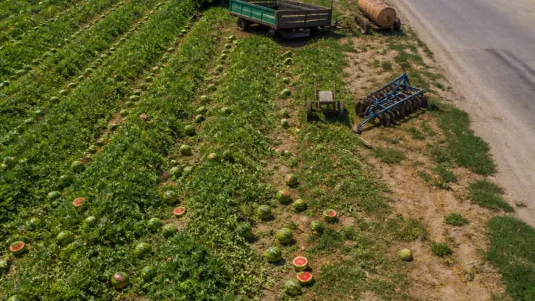 Tone de pepeni rămân necolectate în Dolj: preţuri sub costurile de recoltare şi lipsa pieţelor agravează pierderile