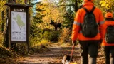 Älgjakten startar i Gävleborg – fler djur ska fällas och uppehåll i brunsttiden