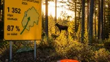 Fler älgar skjuts i Sverige – Östergötland når 87 procent av kvoten inför ny jaktsäsong