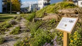 Hemse får blomstrande ängar, lekotop och sandmiljö för bin – projekt löper till 2028