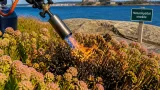 Länsstyrelsen bränner bort strandkotula vid Galtabäck skär för att rädda kustmiljön