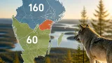 Länsstyrelserna föreslår nya miniminivåer för varg: 60 i södra och 160 i mellersta området