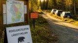 Licensjakten på björn 2026: Jämtland avlyser — kvarstående kvoter i andra län
