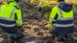 Misstänkt vargattack i Jämtland — en hund dödad, länsstyrelsen efterlyser vittnen