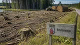 Naturskyddsföreningen kritisk: Kommunskogen i Mönsterås kalhöggs trots politiska beslut